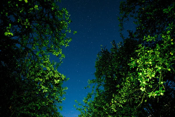 Cielo azul oscuro nocturno con muchas estrellas sobre el campo de árboles . — Foto de Stock