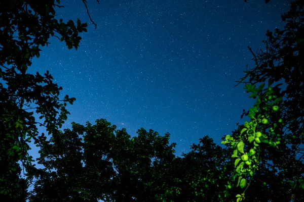 Mavi karanlık gece gökyüzüne alan ağaçların yukarıda birçok yıldız ile. — Stok fotoğraf