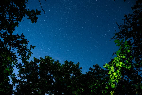 Cielo azul oscuro nocturno con muchas estrellas sobre el campo de árboles . — Foto de Stock