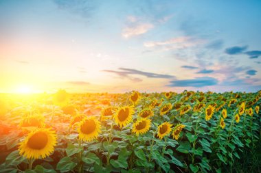 Kabarık bulutlar ile güzel bir ışık gökyüzü karşı alacakaranlıkta güneş battıktan sonra güzel sarı-yeşil ayçiçeği ekimi