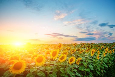Kabarık bulutlar ile güzel bir ışık gökyüzü karşı alacakaranlıkta güneş battıktan sonra güzel sarı-yeşil ayçiçeği ekimi