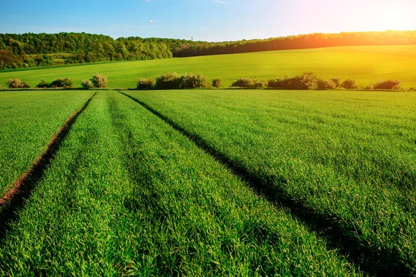 Morgon landskap med gröna fält, spår av traktor i sun ray — Stockfoto