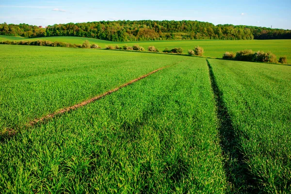 Un campo verde, y un pequeño bosque bajo un cielo azul — Foto de Stock