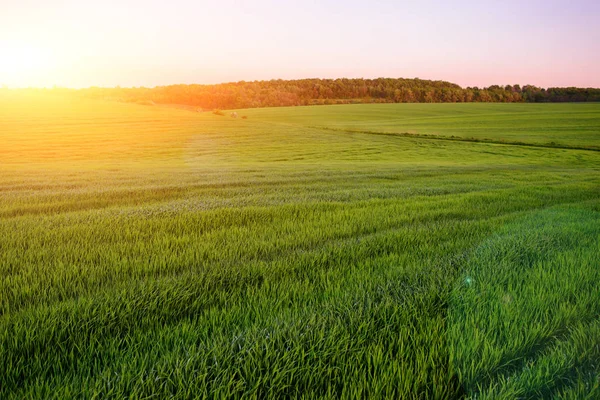 Ранковий пейзаж з зеленим полем, сліди трактора в сонячному промені — стокове фото