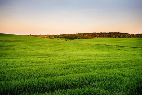 A green field, and a small forest under a blue sky — Stock Photo, Image