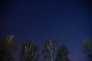Samanyolu çam ağaçların üzerinden ön plan üzerinde yükselir.