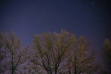Samanyolu çam ağaçların üzerinden ön plan üzerinde yükselir.