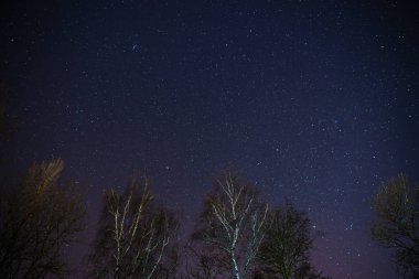 Samanyolu çam ağaçların üzerinden ön plan üzerinde yükselir.