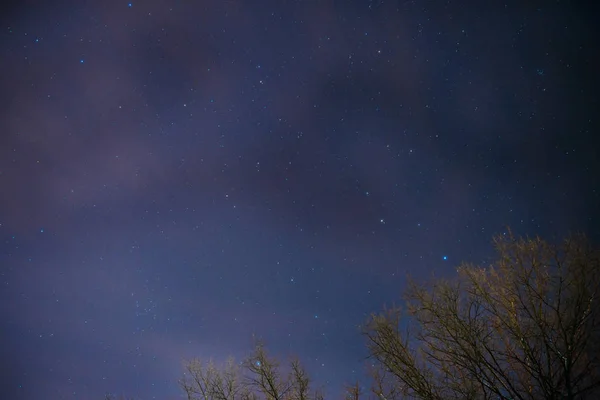 Mléčná dráha se tyčí nad borovicemi na popředí — Stock fotografie