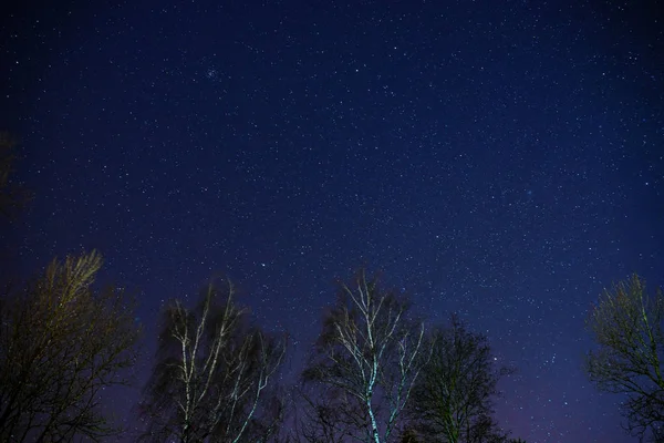 La Via Lattea sorge sopra i pini in primo piano — Foto Stock