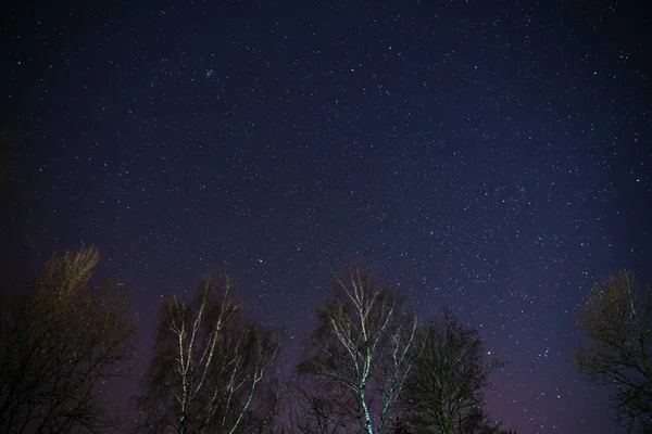 La Vía Láctea se eleva sobre los pinos en primer plano — Foto de Stock