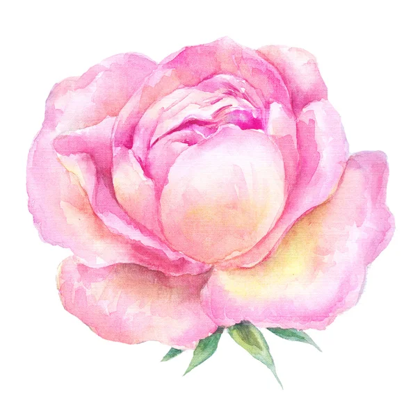 Hoofd roze rozen aquarel. Open bloem op een witte rug — Stockfoto