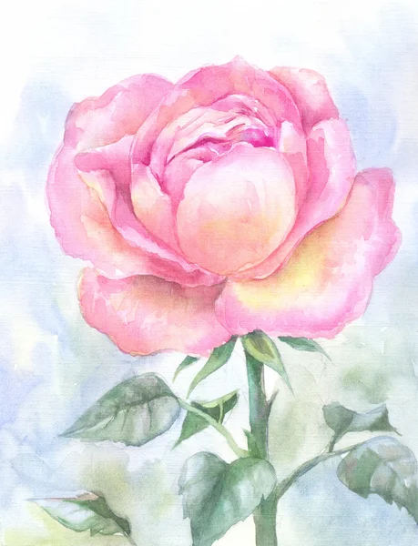 Roze tuin roos, aquarel schilderij. Handgetekende schets, illust — Stockfoto