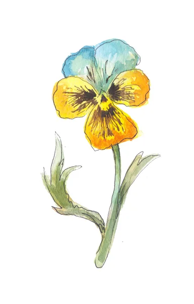 One yellow flower garden watercolor. Pansy sketch isolated on wh — Stockfoto