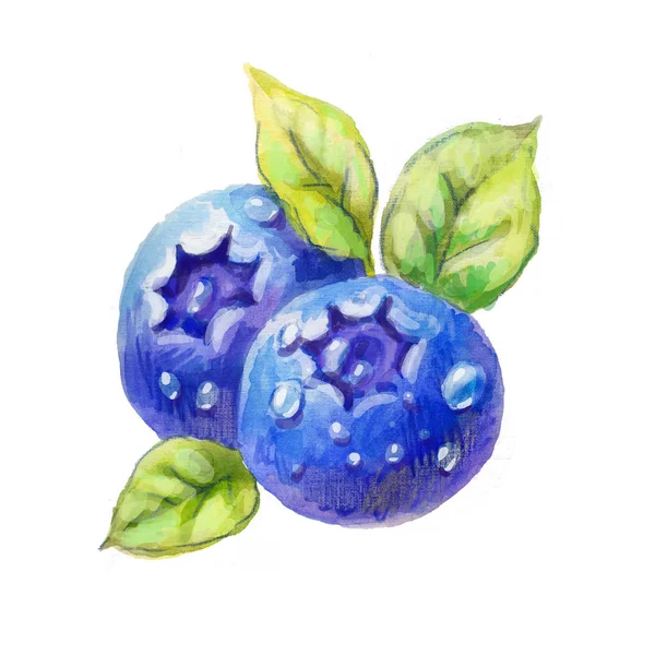 Σκίτσο του blueberry, απομονωθεί — Φωτογραφία Αρχείου