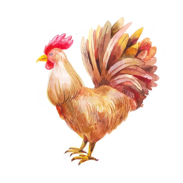 Hand-drawn rooster, watercolor illustration, brown speckled hen, — Stock Photo, Image