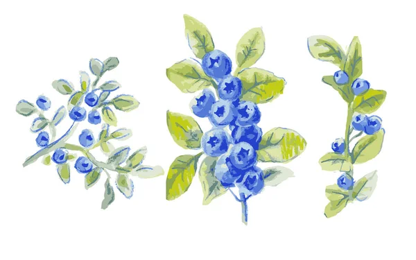 Vector kvistar av blåbär, uppsättning ritning av akvarell — Stock vektor