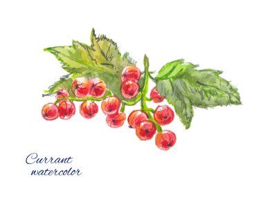 redcurrants suluboya resim, 
