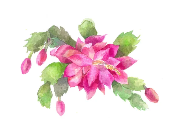 Υπομονή, Zygocactus ή χριστουγεννιάτικο λουλούδι. Ροζ κάκτος, wate — Φωτογραφία Αρχείου