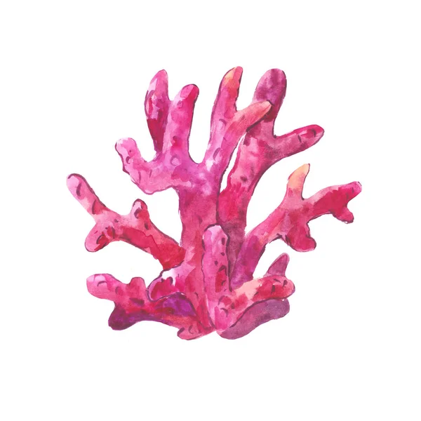 紫色的水彩珊瑚 — 图库照片