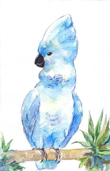 Mavi papağan. Suluboya papağan, anahat el tarafından. — Stok fotoğraf