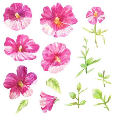 Ebegümeci izole ayarla