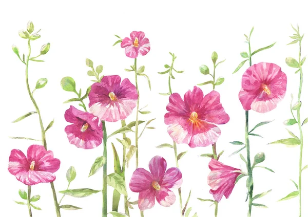 Mallow aquarel tekenen — Stockfoto