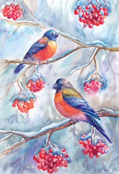 Bullfinches, 나뭇가지에 앉아 함께 수채화 겨울 그림 — 스톡 사진