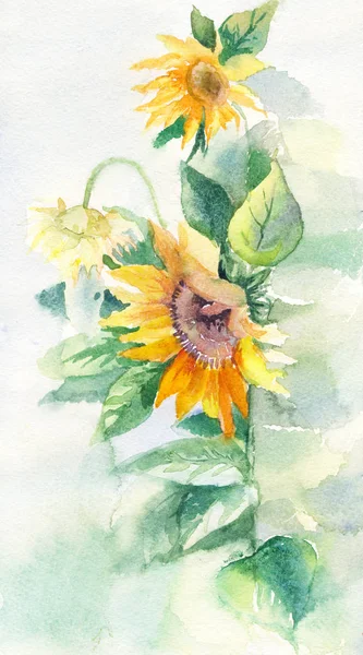 Aquarel zonnebloemen geschikt voor poster, briefkaart, afdrukken, cove — Stockfoto