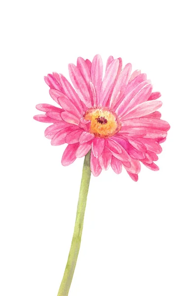 Gerbera acquerello rosa isolato su bianco — Foto Stock