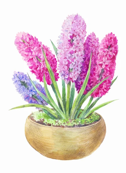 Acuarela Jacinto en una olla. Pintura dibujada a mano de flores de color rosa primavera y lila aisladas en blanco . — Vector de stock