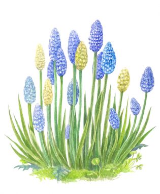 Mavi çiçek sümbül benzeyen bir çalı. Sulu Boya illustra