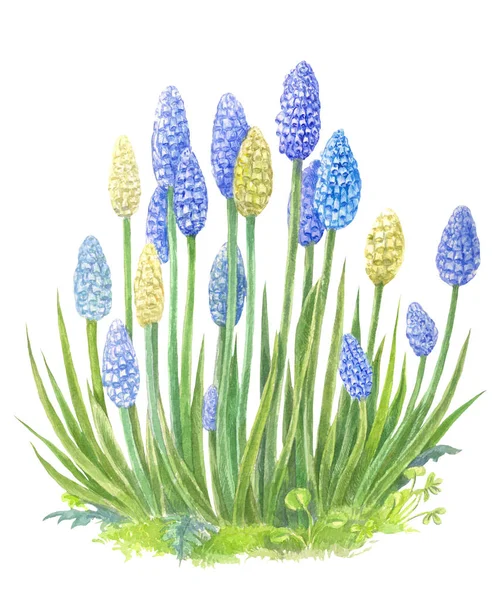 Un arbusto de flores azules asemejándose a jacintos. Acuarela ilustra — Foto de Stock