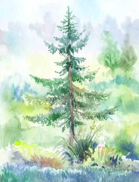 モミの木の水彩画 — ストック写真