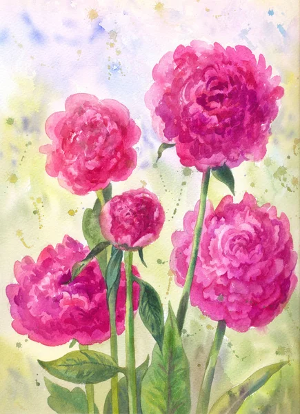 Buisson de pivoines lumineuses avec aquarelle — Photo