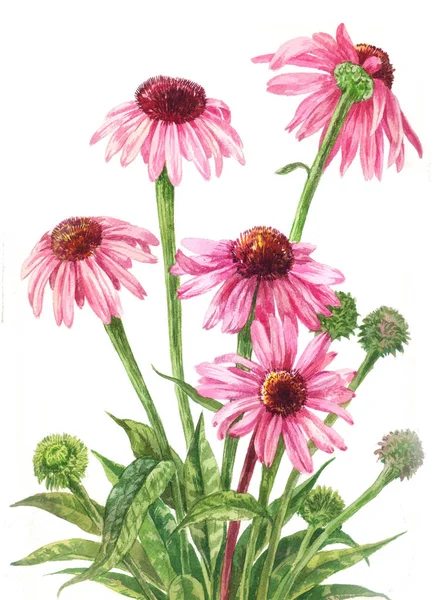 紫锥菊水彩。白色背景上的植物插图 — 图库照片