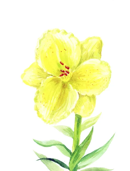 Żółty Lilium ilustracja — Zdjęcie stockowe