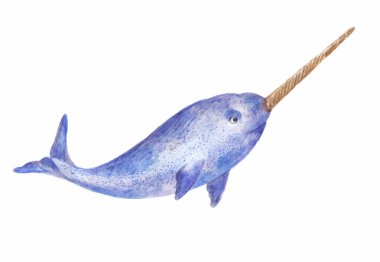 narwhal watercolor vector  illustration clipart