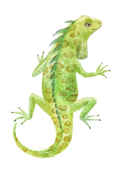 Iguana aquarela vetor ilustração —  Vetores de Stock