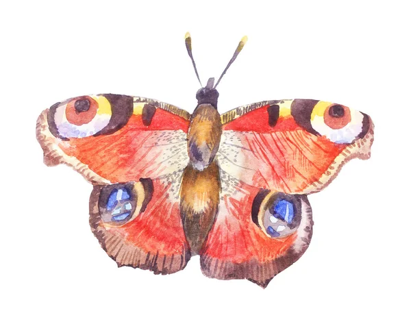 Acquerello farfalla, Aglais io, illustrazione isolata su bianco — Foto Stock