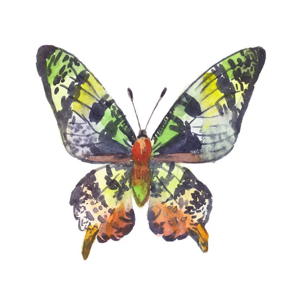 Grüner Schmetterling, Aquarell-Illustration — Stockfoto