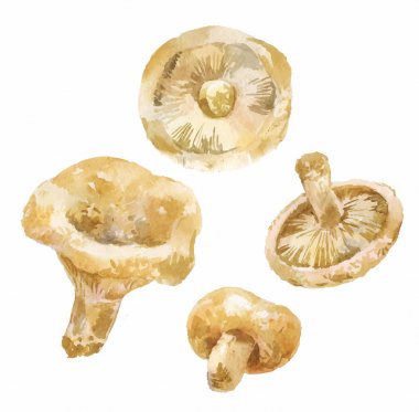 Suluboya süt mantar (Lactarius resimus)