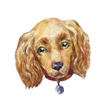 suluboya cocker spaniel köpek