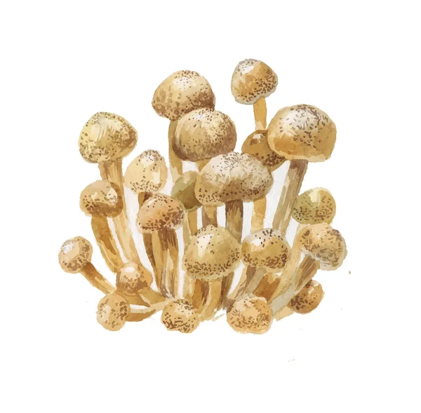 Watercolor mushrooms, honey agarics, autumn element — Stock Vector