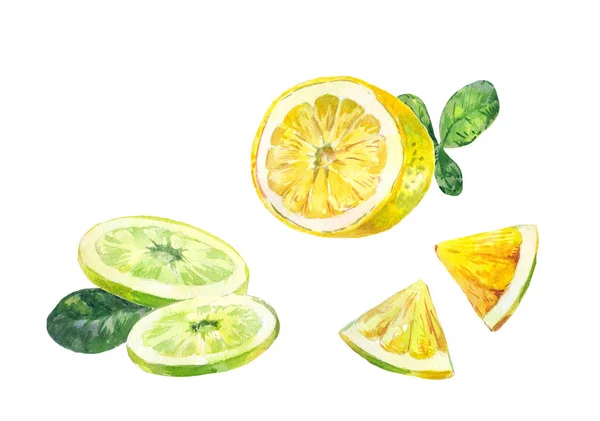 Corte rodajas de limón, bergamota o lima sobre un fondo blanco. Enfermo. — Foto de Stock