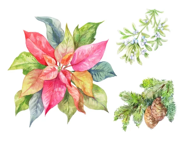 Reihe von Cristmas-Pflanzen. Weihnachtsstern, Tannenzweig, Eingeweide. Winter i — Stockfoto