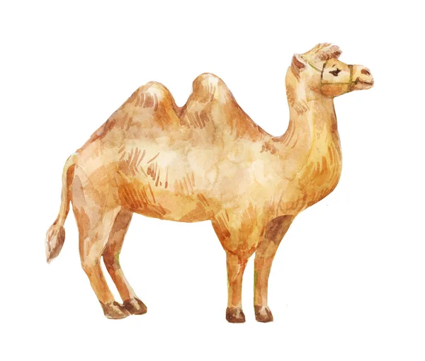 Hand drawn illustration of camel on white background. — Stock Photo, Image