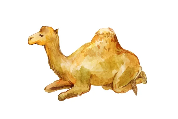 躺着的骆驼水彩画 — 图库照片