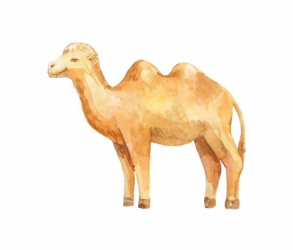 Ilustração de pé camelo —  Vetores de Stock