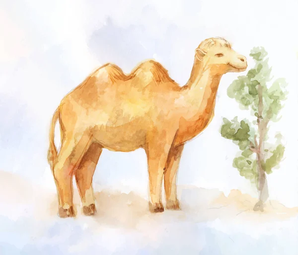 Cute watercolor two-humped camel — Stock Vector